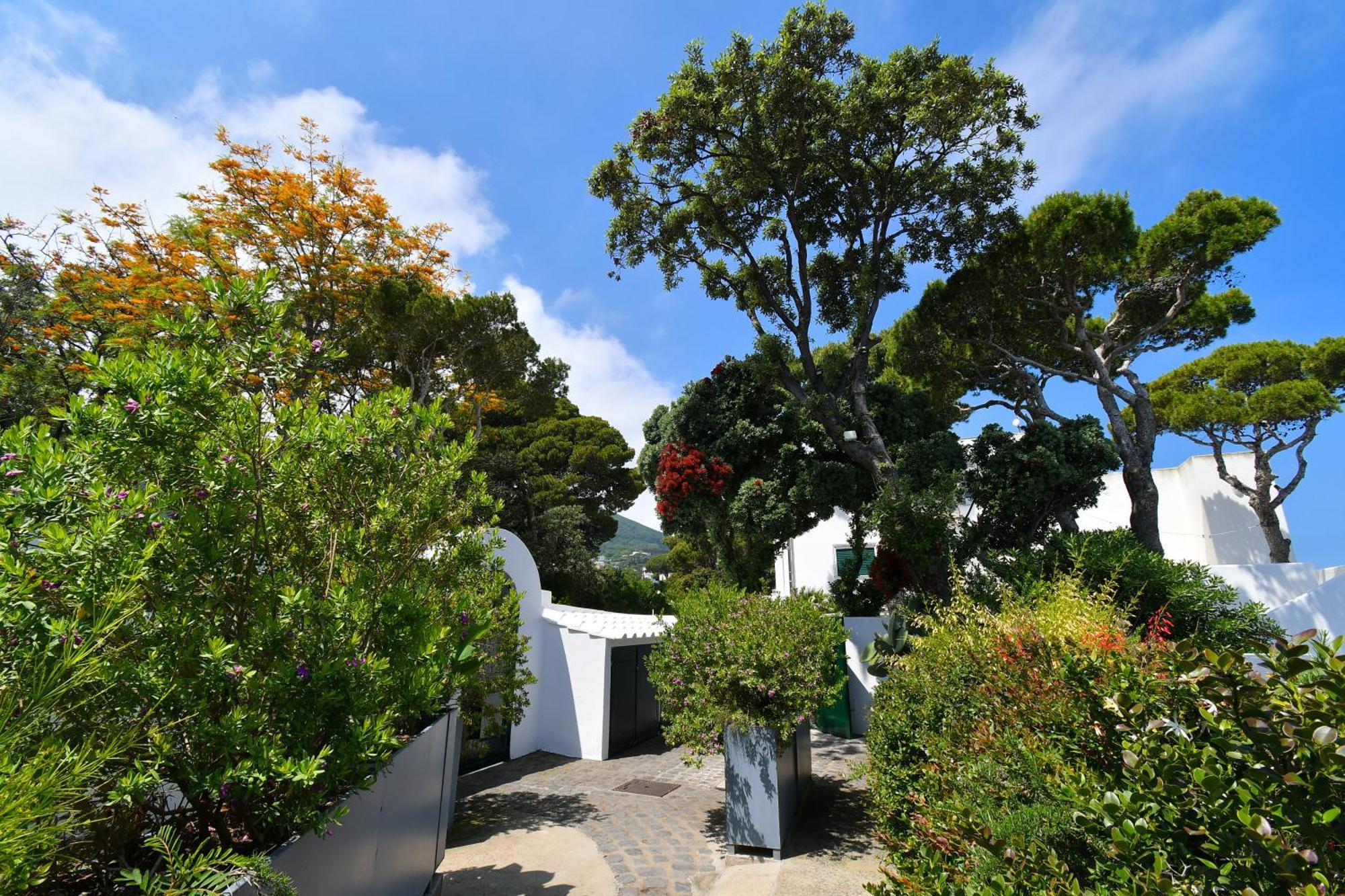B&B Villa Lentisco Ischia Eksteriør billede